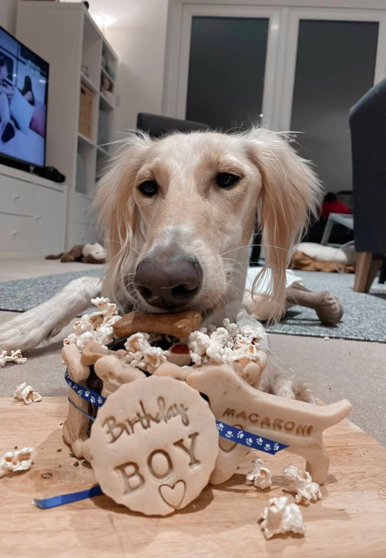 Dog with birthday cake