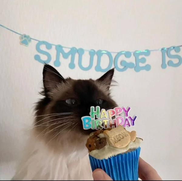 Cat birthday cake cup cake for cats birthday smaller cat cake - Image 4