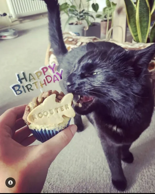 Cat birthday cake cup cake for cats birthday smaller cat cake - Image 6
