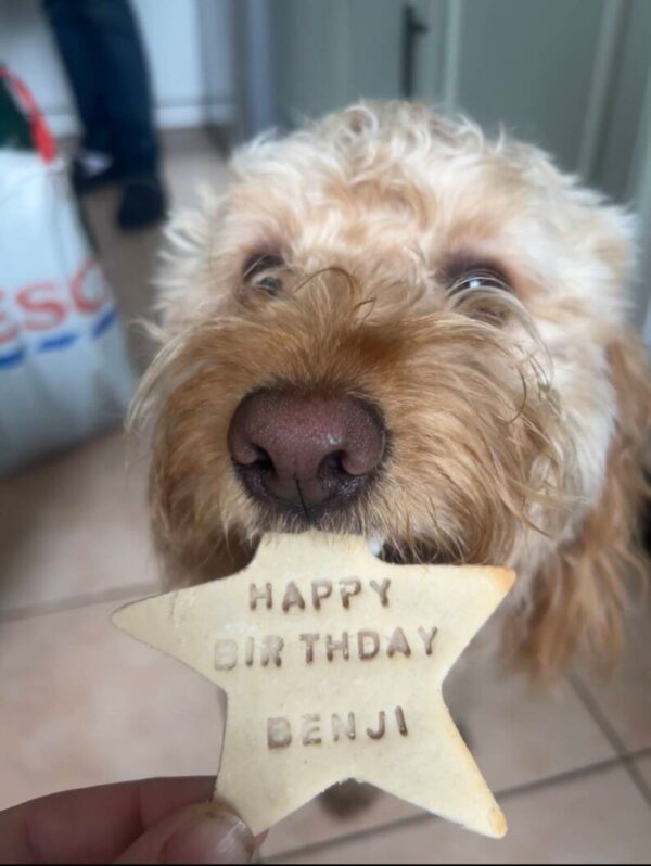 10 x birthday dog treat box personalized dog biscuits - Image 3