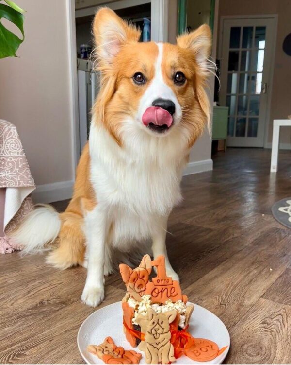 Dog birthday cake personalised any name orange birthday cake gotcha day cake rescue day celebration for the orange copper dogs - Image 2
