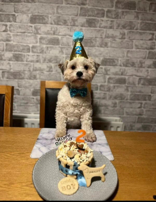 Dog Birthday Cake - Image 4