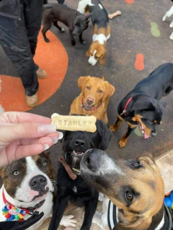 Personalised Dog Bone Biscuit x 20 - Image 3