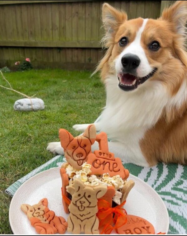 Dog birthday cake personalised any name orange birthday cake gotcha day cake rescue day celebration for the orange copper dogs - Image 3