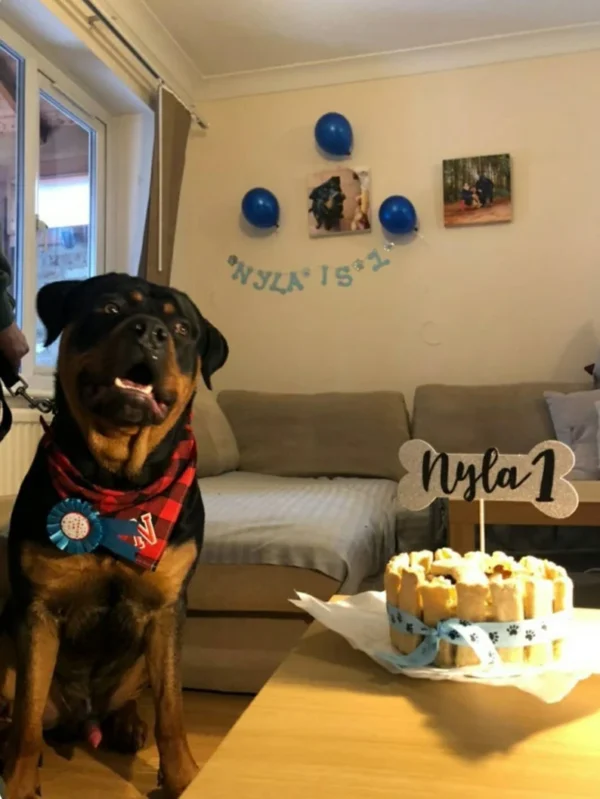 Dog Birthday Cake - Image 7